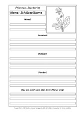 Pflanzensteckbriefvorlage-Schlüsselblume-SW.pdf